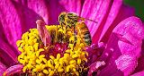 Busy Bee On A Pink & Yellow Flower_P1180234